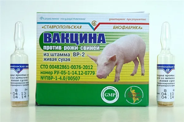 Вакцина против рожи свиней
