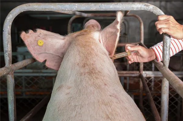 Лечение рожи у свиньи