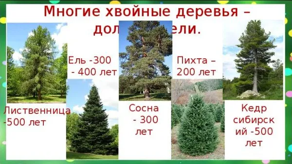 Рост разных хвойных деревьев
