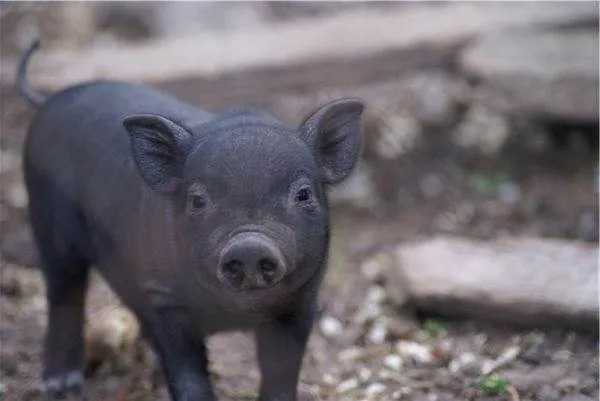 Вьетнамская-свинья-Описание-особенности-виды-и-разведение-вьетнамских-свиней-1