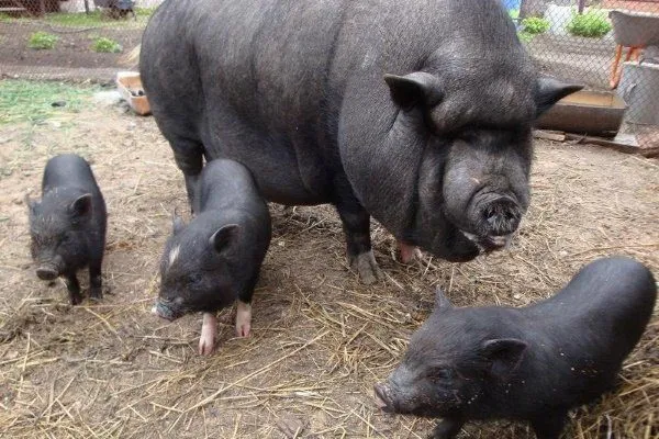 Вьетнамская порода свиней