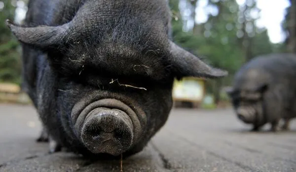 Фото: Вьетнамская вислобрюхая свинья