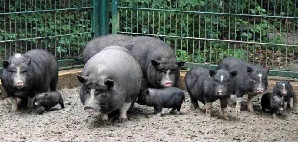 Вьетнамская-свинья-Описание-особенности-виды-и-разведение-вьетнамских-свиней-9
