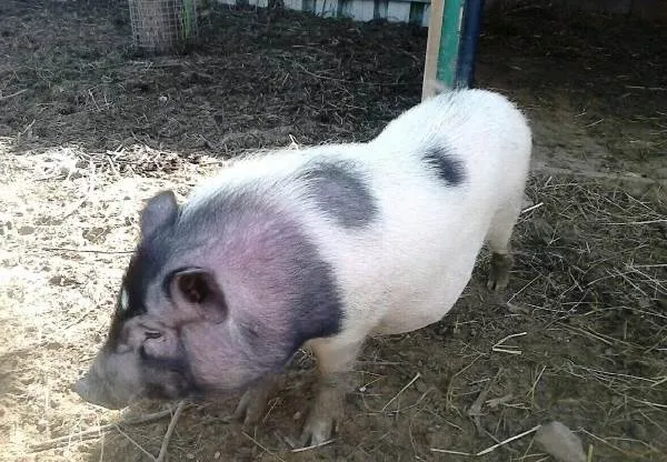 Вьетнамская-свинья-Описание-особенности-виды-и-разведение-вьетнамских-свиней-12
