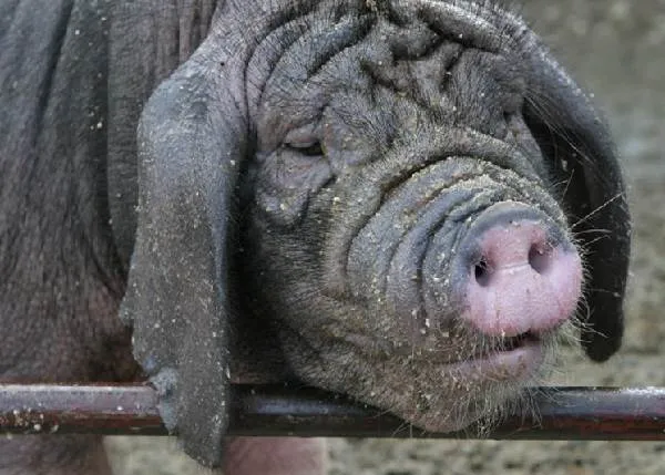 Вьетнамская-свинья-Описание-особенности-виды-и-разведение-вьетнамских-свиней-8