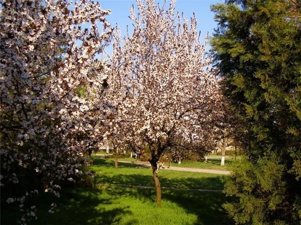 На фотографии цветущее дерево слива