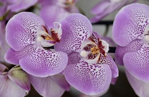 Подкормка орхидеи