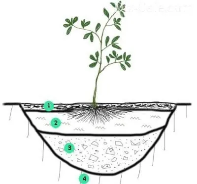 Схема посадки рододендрона