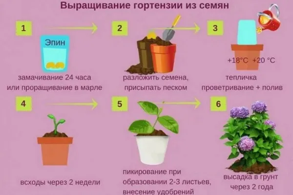 Схема посева семян и выращивание рассады