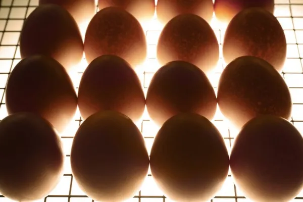 Яйца в инкубаторе
