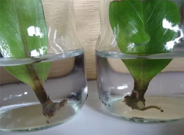 Замиокулькас: размножение черенками, листом, веткой, клубнем, в воде, в грунте