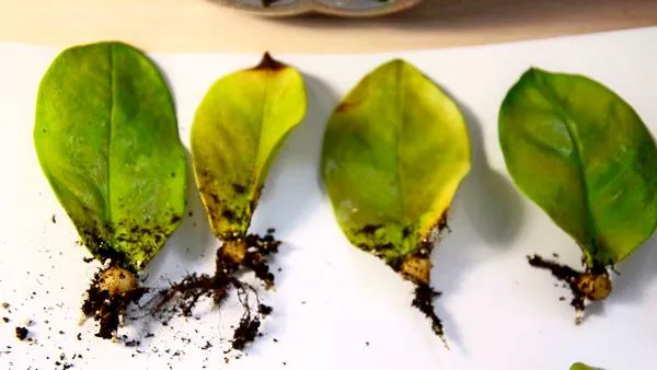 Замиокулькас: размножение черенками, листом, веткой, клубнем, в воде, в грунте