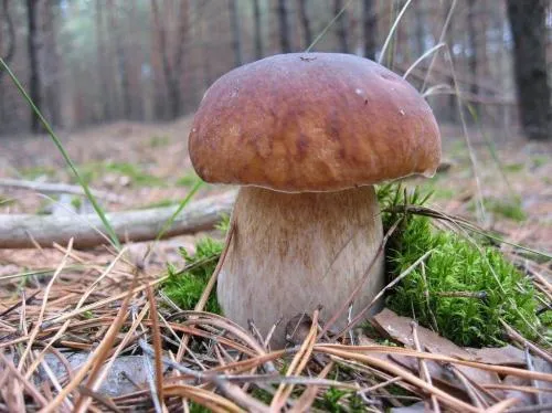 Белый гриб ложный и настоящий. Как отличить настоящий белый гриб от ложного? 10