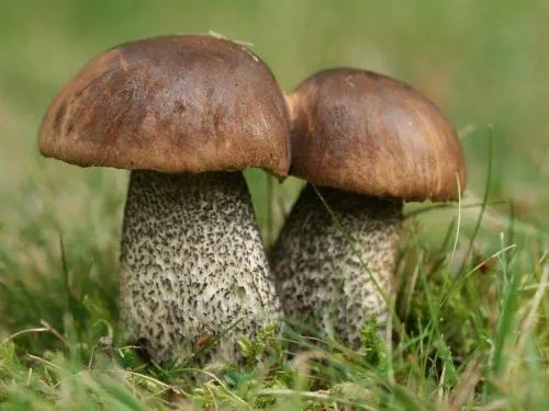 Белый гриб ложный и настоящий. Как отличить настоящий белый гриб от ложного? 11