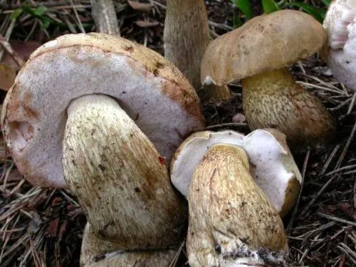 Белый гриб ложный и настоящий. Как отличить настоящий белый гриб от ложного? 13