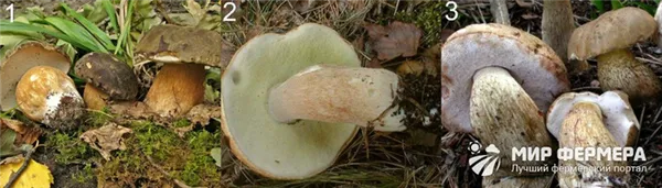 Как отличить белый гриб от желчного