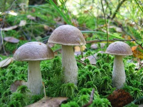 Белый гриб ложный и настоящий. Как отличить настоящий белый гриб от ложного? 12
