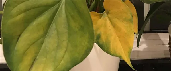 У антуриума желтеют и сохнут листья причины что делать