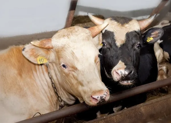 Откорм бычков на мясо в домашних условиях