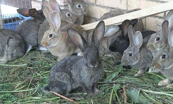 Кролики - молодняк