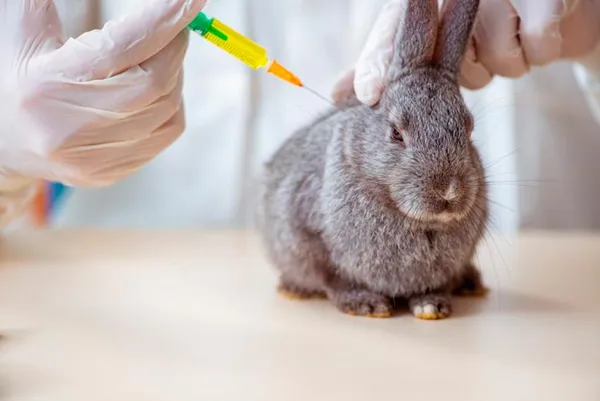 прививка кролику