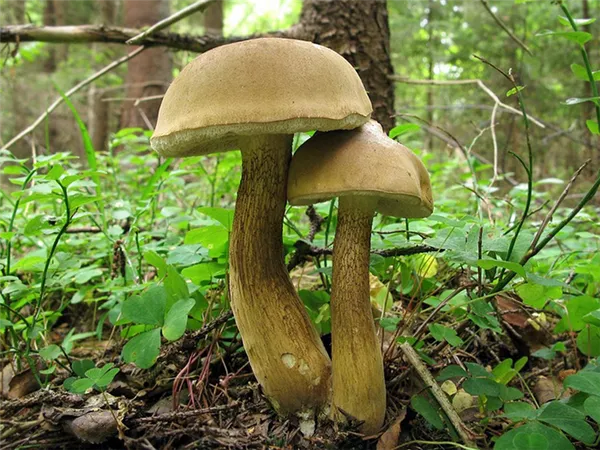 Желчный гриб в лесу