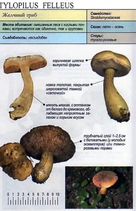Желчный гриб описание