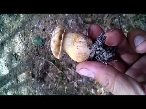 Желчный гриб (горчак). Ложный белый гриб