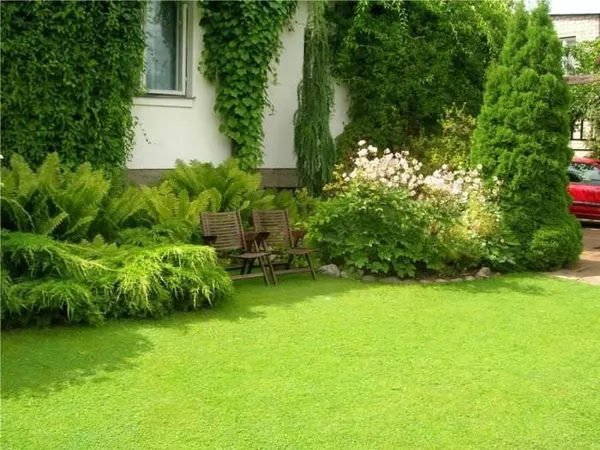 Партерный газон на садовом участке загородного дома