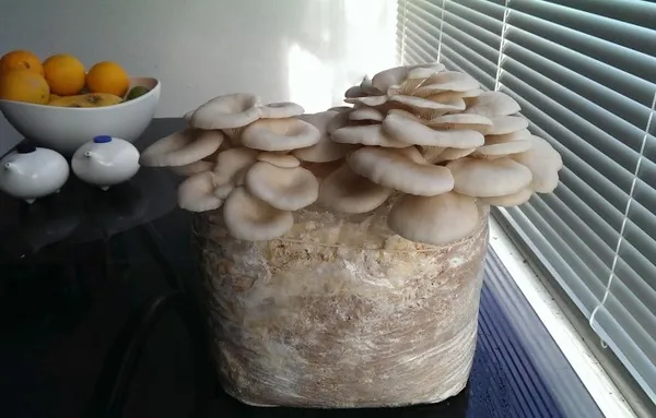 Зачем ходить по грибы, если можно их вырастить в квартире