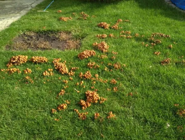 грибы поганки в траве