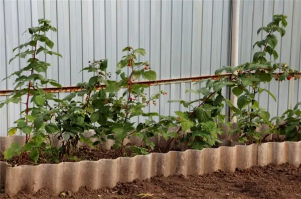 Инструкция по размножению малины летом черенками для начинающих садоводов