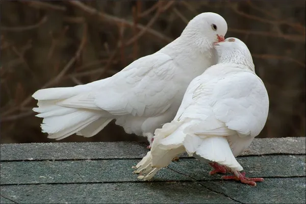 Фото белых голубей