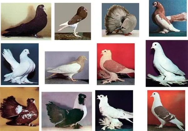 Виды голубей
