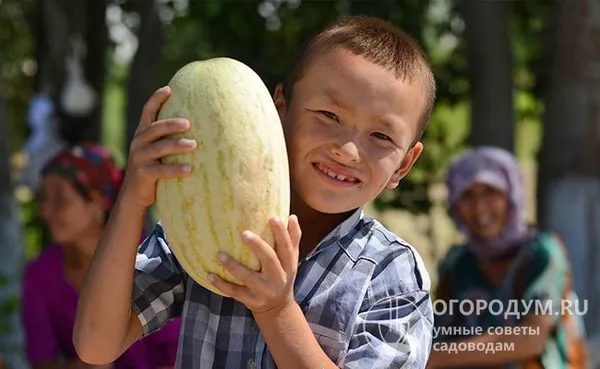 Узбекские дыни относят к числу популярных «восточных сладостей»
