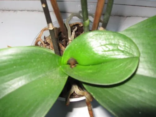 Последствия застоя воды в центре орхидеи