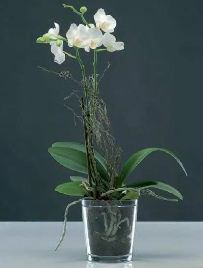 Орхидея в тесном горшке