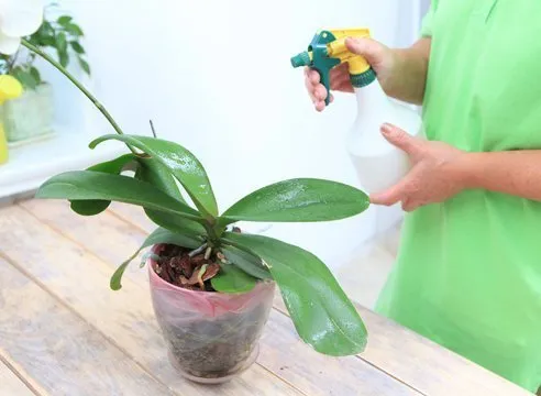 Увлажнение орхидеи