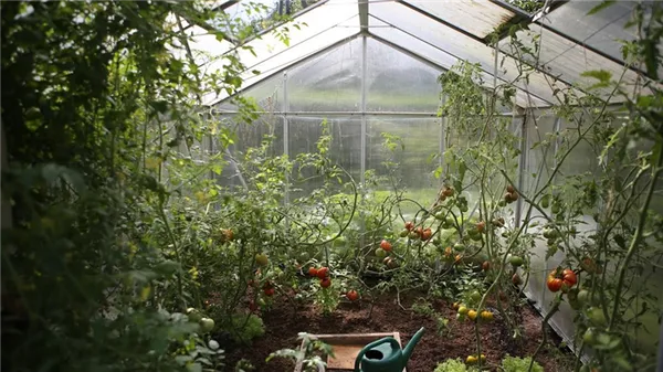 В теплице растут помидоры с красными и зелеными плодами