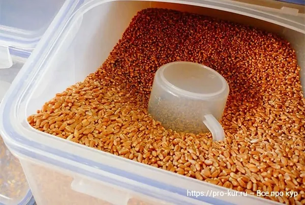 Каким зерном лучше кормить кур несушек и как сделать зерносмесь своими руками в домашних условиях. 