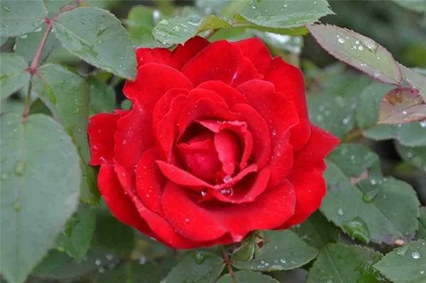 Канадская роза