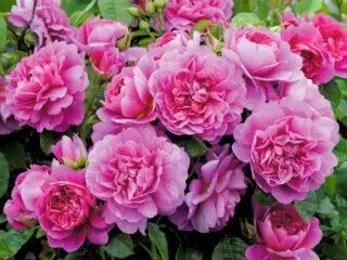 Английская парковая роза Остина Princess Anne (Принцесса Анна)