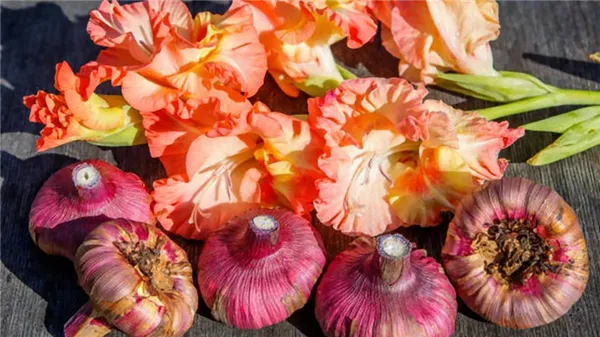 Цветы и луковицы гладиолусов