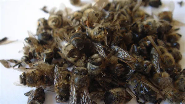 Пчелиный подмор: лечебные свойства, способы применения и рецепты