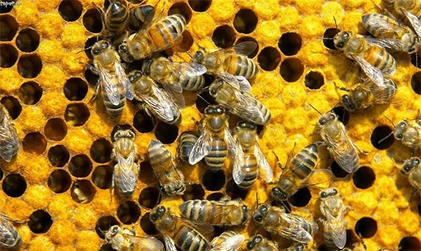 Пчелиный подмор: лечебные свойства, способы применения и рецепты