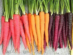Плоды моркови разных цветов