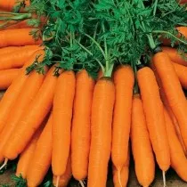Морковь «Амстердамская»
