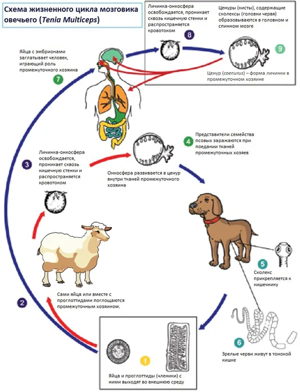 Схема жизненного цикла мозговика овечьего
