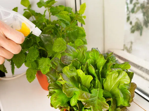 Для выращивания на подоконнике выбирайте листовые салаты