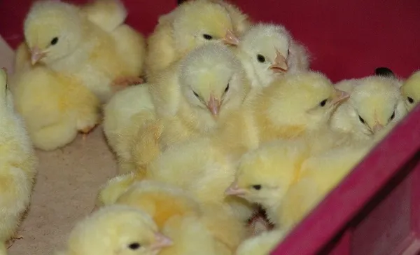 Цыпленок в яйце: развитие эмбриона по дням